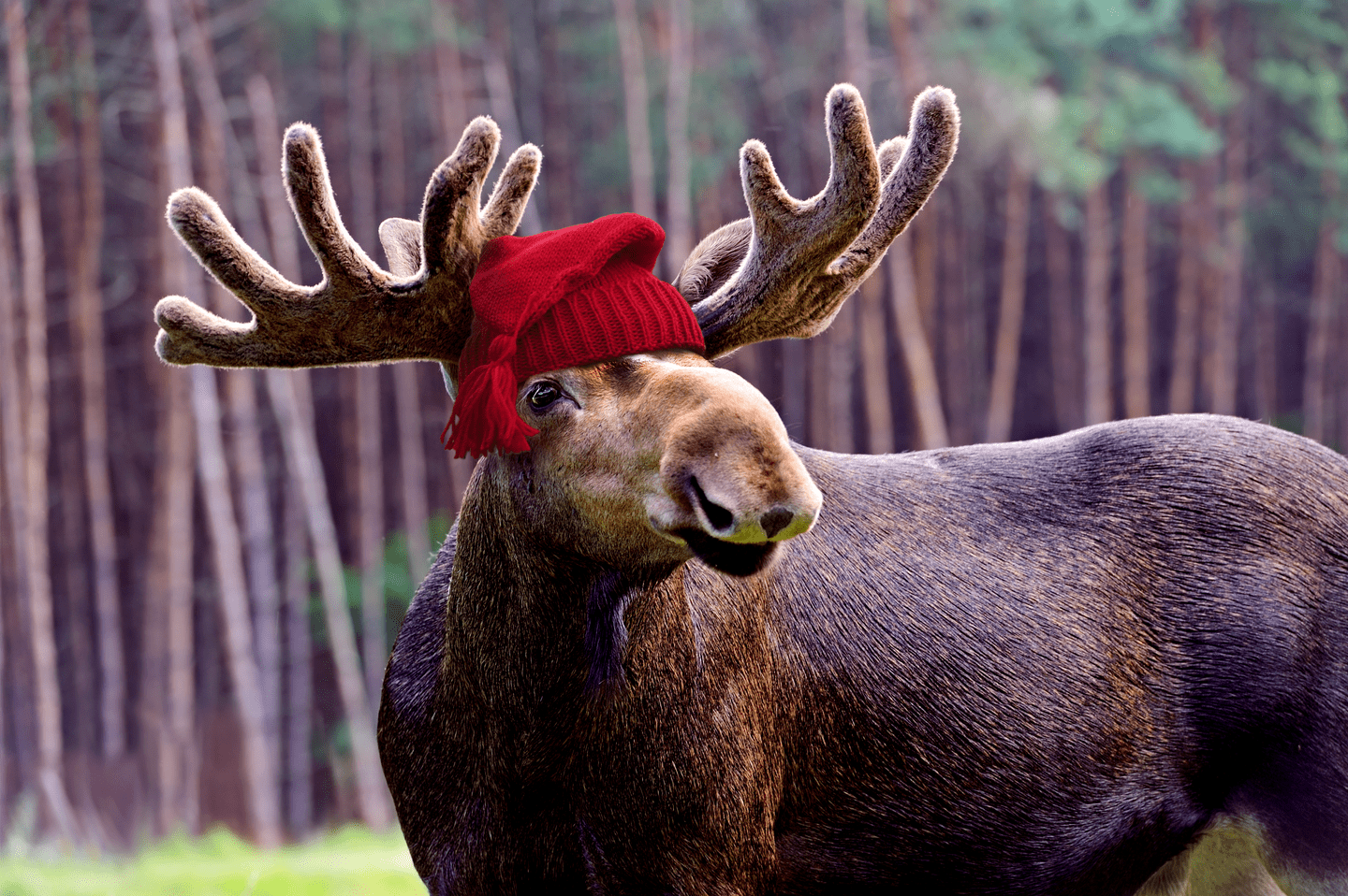Moose wearing a red beanie