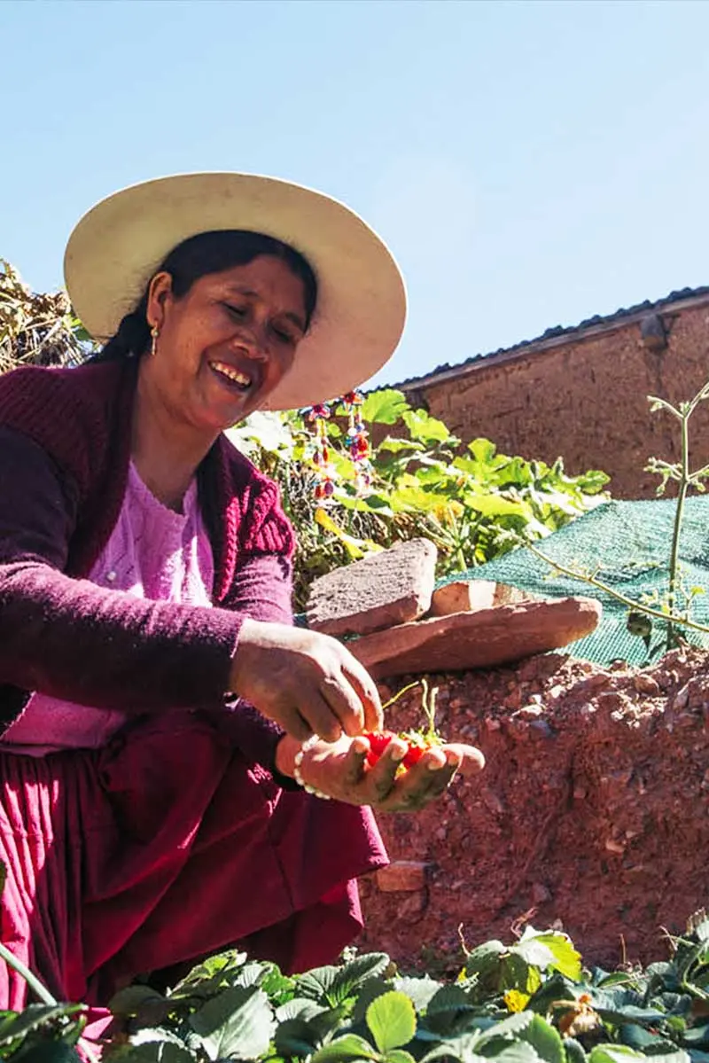 Woman picking strawberries